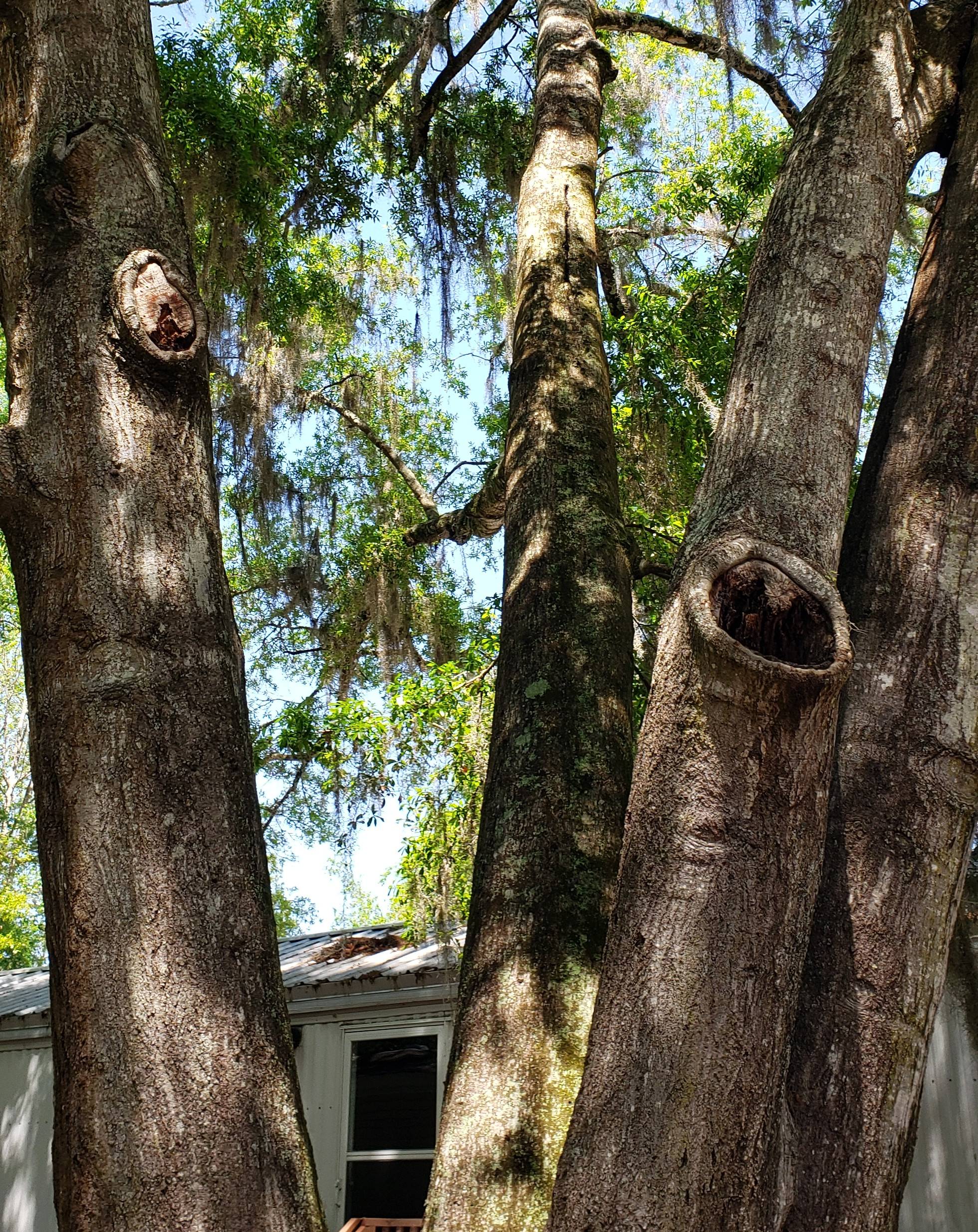Multiple tree trunks with large cavity wounds and decay near a residential structure — an example of hazardous trees resulting from improper pruning